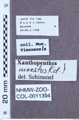 Etikett zu Xanthopenthes moestus (Candèze, 1890)